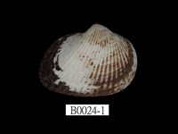 藏品(對稱擬蚶)的圖片